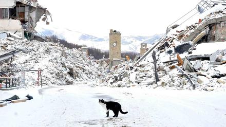Eine Katze läuft Anfang Januar zwischen mit Schnee bedeckten Überresten der eingestürzten Häuser in Amatrice (Italien). Bei Erdbeben im August und Oktober 2016 kamen durch den Einsturz von mehreren Gebäuden fast 300 Menschen ums Leben.