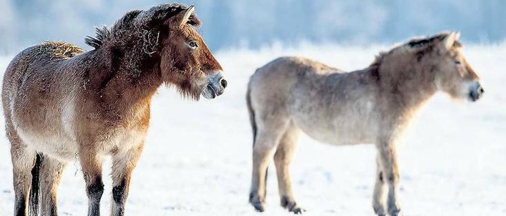 Zwei zottelige Urpferde stehen auf einer reifbedeckten Wiese.