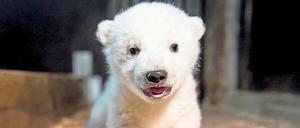 Der noch namenlose Eisbär ist ein Junge, wie der Tierpark am Freitag bekannt gegeben hat. 