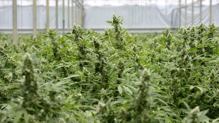 Cannabis auf Rezept in der Apotheke.