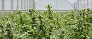 Cannabis auf Rezept in der Apotheke.