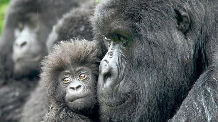 In Gefahr. Auch Gorillas sind bedroht. 