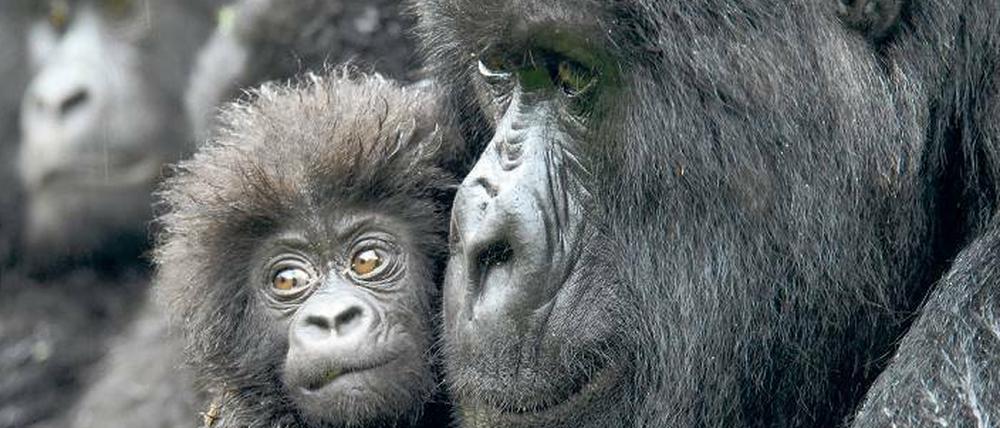In Gefahr. Auch Gorillas sind bedroht.