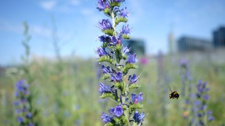 Eine Erdhummel, die auch zu den Wildbienen zählt, fliegt an einem Natternkopf im Berliner Spreebogenpark vorbei.