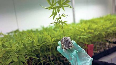 Kräutermedizin der anderen Art. Ein Mann hält in einem Gewächshaus bei Safed im Norden von Israel eine Hanfpflanze. Hier wird Cannabis für medizinische Zwecke produziert.