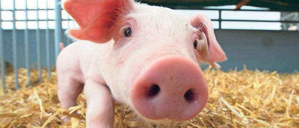 Wann fühlt sich ein Schwein wohl? Zehn Prozent mehr Platz und Stroh im Stall seien ein Anfang, findet der Tierschutzbund. Mehr aber nicht.