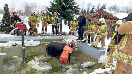Haflinger im Pool. Das Pferd hat es gut überstanden.