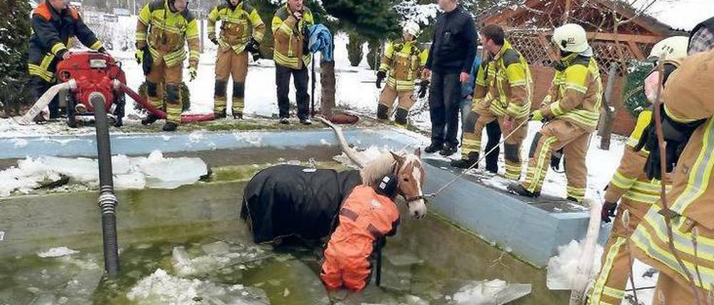 Haflinger im Pool. Das Pferd hat es gut überstanden.