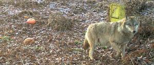 Pumpak soll gerettet werden: Tausende haben bereits eine Online-Petition unterschrieben.