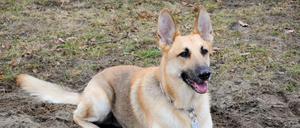Bei Dreharbeiten zum Film "Bailey - Ein Freund fürs Leben" wurde ein Schäferhund gequält. Symbolbild.