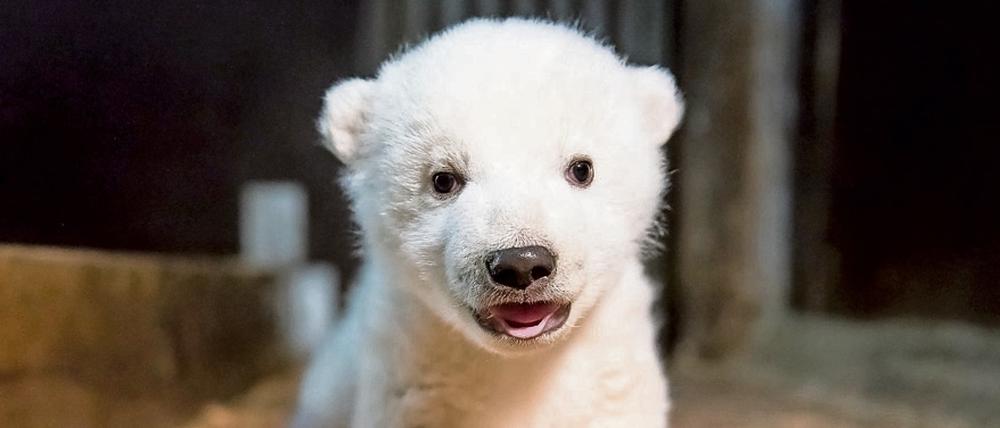Noch hat der Eisbärennachwuchs im Berliner Tierpark keinen Namen.