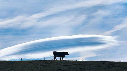 Der Föhn zaubert malerische Wolken in der Form von Linsen oder Mandeln an den Himmel, die auch Föhnfische genannt werden.