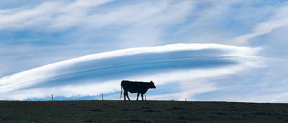 Der Föhn zaubert malerische Wolken in der Form von Linsen oder Mandeln an den Himmel, die auch Föhnfische genannt werden.