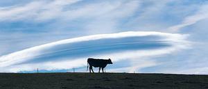Der Föhn zaubert malerische Wolken in der Form von Linsen oder Mandeln an den Himmel, die auch Föhnfische genannt werden.