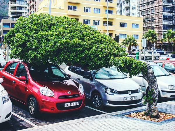 Ziemlich schräg. Der Cape Doctor lässt die Bäume an der Seapoint Promenade reichlich schief wachsen. Dafür heizen die Autos nicht so sehr auf.