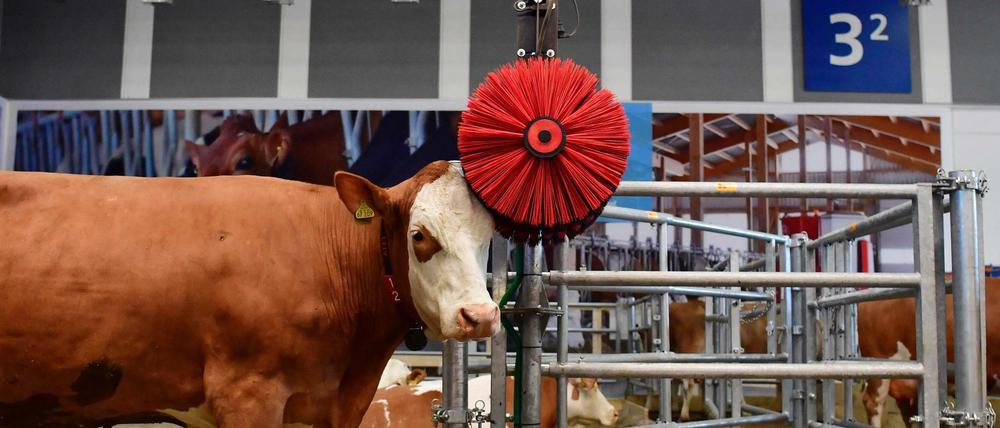 Nicht nur Leckereien, sondern auch die neuesten Agrar-Innovationen werden präsentiert - etwa diese Kuh-Waschanlage in einer automatisierten Farm.