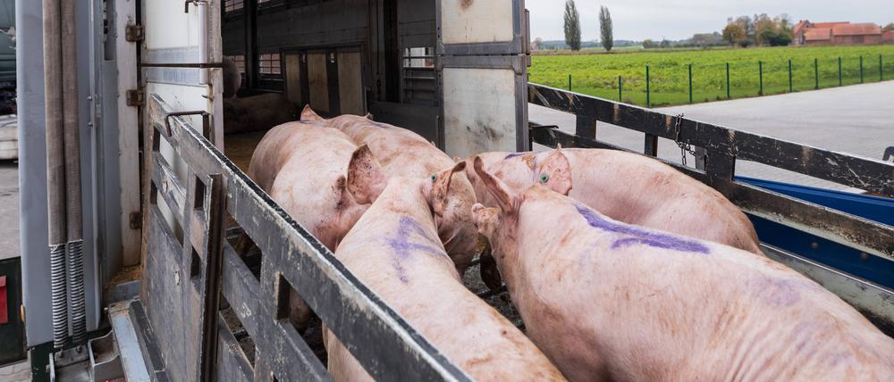 Schweine auf einem Tiertransporter.