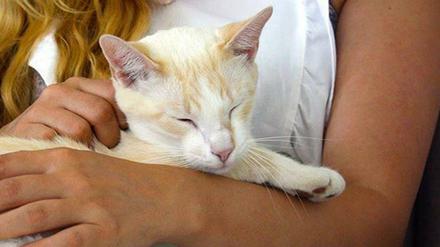 Katzen zu streicheln finden manche Menschen beruhigend. Ein Besuch im Katzencafé dient diesen zur Entspannung.