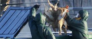 Arbeiter werfen auf einer Geflügelfarm in Frankreich Enten in einen mit giftigem Gas gefüllten Behälter.