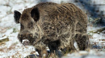 Ein Wildschwein hat in Reinickendorf für einen Polizeieinsatz gesorgt.