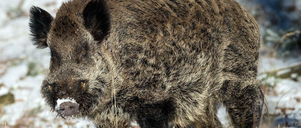 Ein Wildschwein hat in Reinickendorf für einen Polizeieinsatz gesorgt.