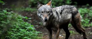 Inzwischen gibt es wieder mindestens 2000 Wölfe in Italien.