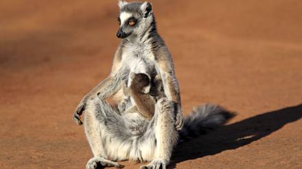 Die Anführerin. Katta-Weibchen dominieren ihre Männchen und setzen ihr Matriarchat auch mit Hieben und Bissen durch.