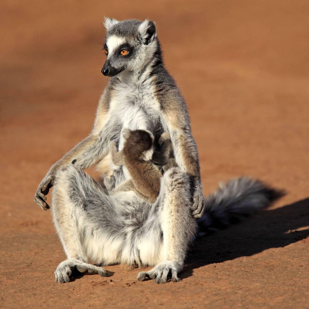 Osiyo porno hd formatda