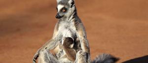 Die Anführerin. Katta-Weibchen dominieren ihre Männchen und setzen ihr Matriarchat auch mit Hieben und Bissen durch.