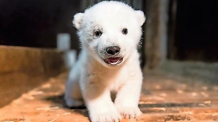Es ist ein Junge! Und ein Fritz!