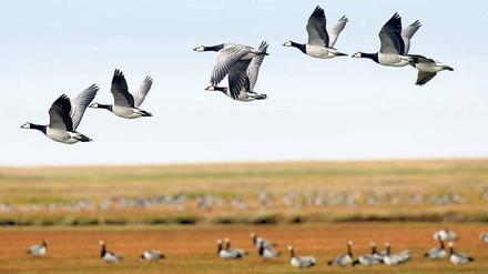 Nonnengänse fliegen über das Wattenmeer in Schleswig-Holsten. Die Vogelgrippe gefährdet dieses Jahr zunehmend Wildvögel. Noch ist nicht ganz klar, wann das Virus bei den Tieren ausbricht.
