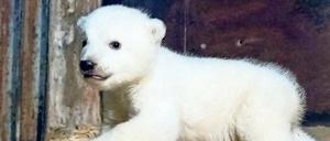 Der Alte, der Junge, der Drahtlose: Die Namensvettern des Eisbärenbabys im Friedrichshagener Tierpark bieten reichlich Stoff für Wortspiele. Das hätte man mit "Wladimir" nicht machen können.