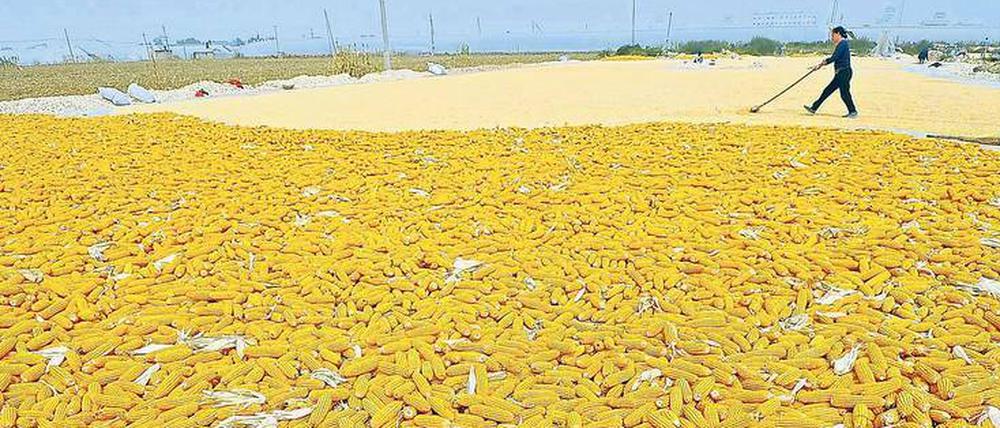 Problem China. In keinem anderen Wirtschaftsraum ist die Verschuldung der Firmen so hoch. Im Bild ein Bauer beim Trocknen von Maiskolben.