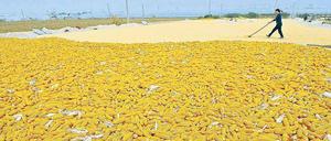 Problem China. In keinem anderen Wirtschaftsraum ist die Verschuldung der Firmen so hoch. Im Bild ein Bauer beim Trocknen von Maiskolben. 