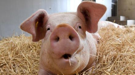 Auch ein Schwein braucht genügend Platz, um sich wohl zu fühlen, wie auf diesem Symbolbild zu sehen ist.