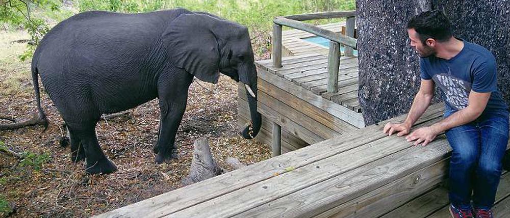 In der Vumbura-Ebene kommen die Tiere vor dem Frühstück bis an die Terrasse heran.