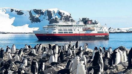 Täglich grüßt ein anderer Pinguin. Auf der Halbmondinsel brüten Tausende Zügelpinguine. 