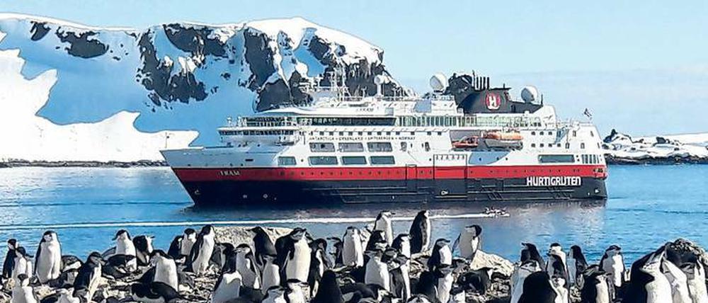 Täglich grüßt ein anderer Pinguin. Auf der Halbmondinsel brüten Tausende Zügelpinguine. 