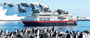 Täglich grüßt ein anderer Pinguin. Auf der Halbmondinsel brüten Tausende Zügelpinguine. 