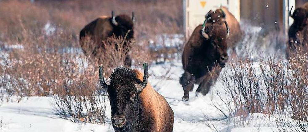 Diese frei lebenden Bisons wurden in den kanadischen Nationalpark in Banff umgesiedelt.