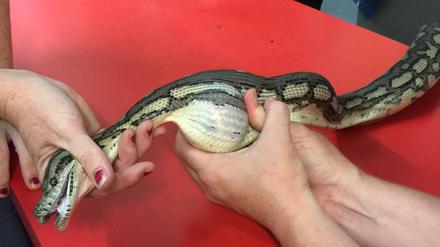 Mit einer Massage befreite die Tierärztin den Python von dem Tennisball.