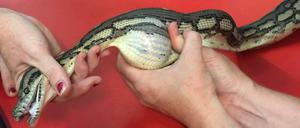 Mit einer Massage befreite die Tierärztin den Python von dem Tennisball.