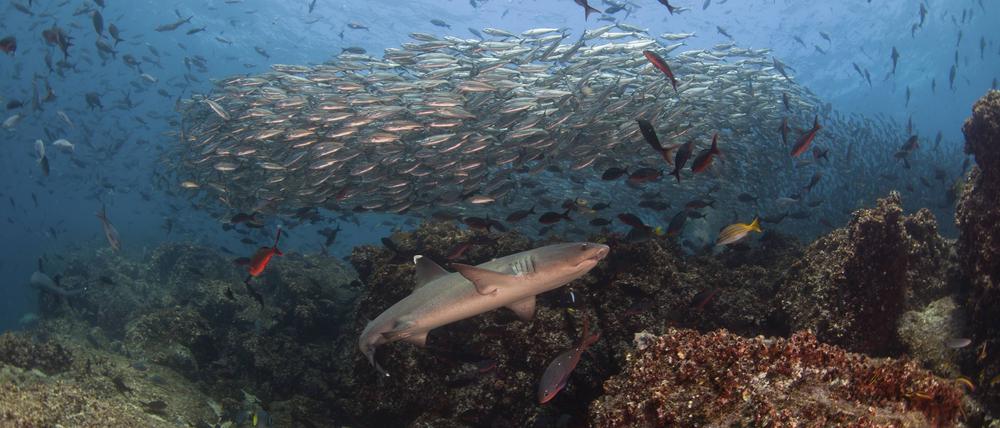 Ganz schön voll. Die Gewässer vor dem Galapagos-Archipel zählen zu den artenreichsten der Welt, vor allem viele seltene Haie sind hier beheimatet – noch