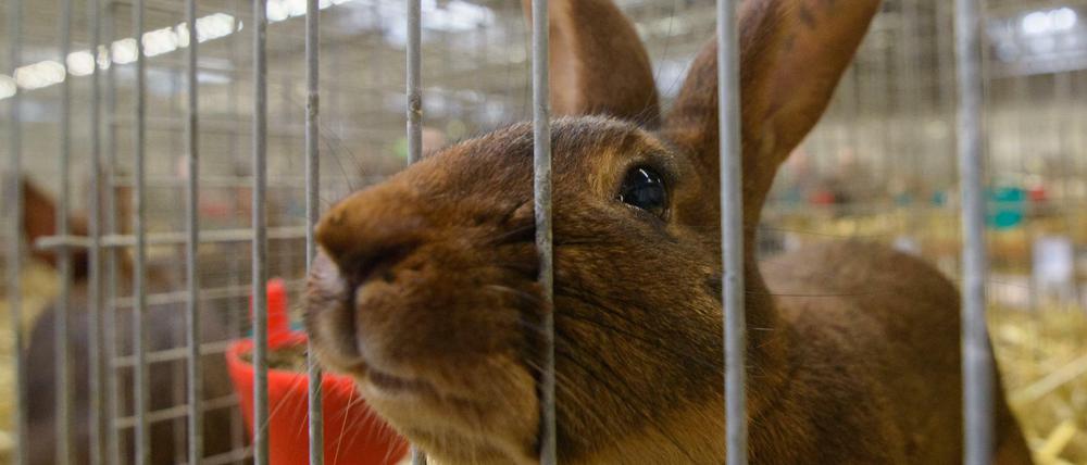 Ein Kaninchen auf der 26. Bundesrammlerschau in der Messe in Erfurt.