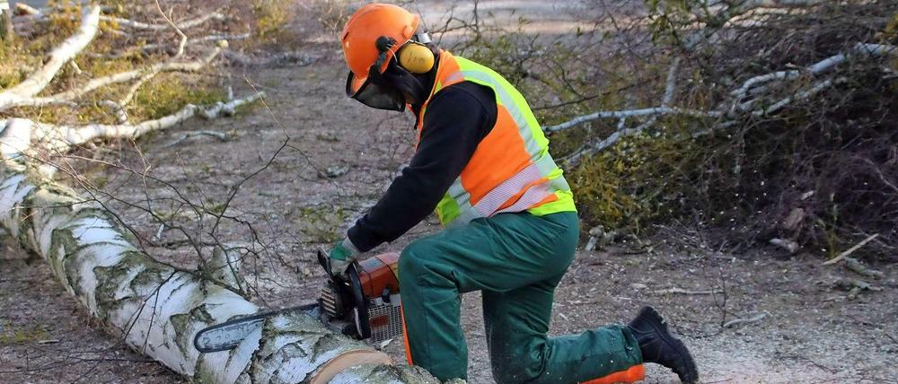 Rund 40 Birken werden gefällt.