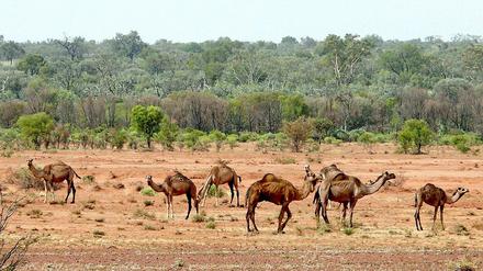 Das Outback, das Hinterland von Australien, ist für Touristen ein beliebtes Ausflugsziel. Doch die Weite birgt auch Gefahren. 