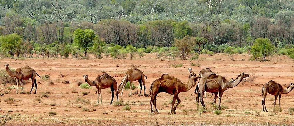 Das Outback, das Hinterland von Australien, ist für Touristen ein beliebtes Ausflugsziel. Doch die Weite birgt auch Gefahren.