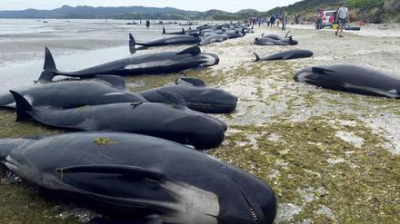 Walsterben in Neuseeland: Helfer konnten nur wenige Tiere retten. 