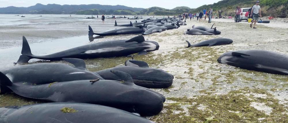 Walsterben in Neuseeland: Helfer konnten nur wenige Tiere retten. 