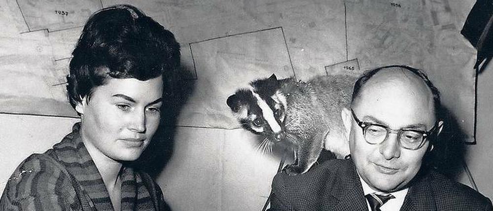 Tierpark-Direktor Heinrich Dathe und seine Sekretärin Irene Engelmann versuchen die Zettelwirtschaft auf dem Schreibtisch des Zoologen zu überblicken. Der Larvenroller, eine Schleichkatze aus Südasien, schaut dem Treiben neugierig zu.